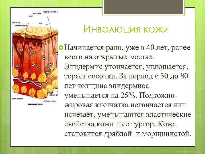 Инволюция кожи Начинается рано, уже в 40 лет, ранее всего на открытых местах. Эпидермис