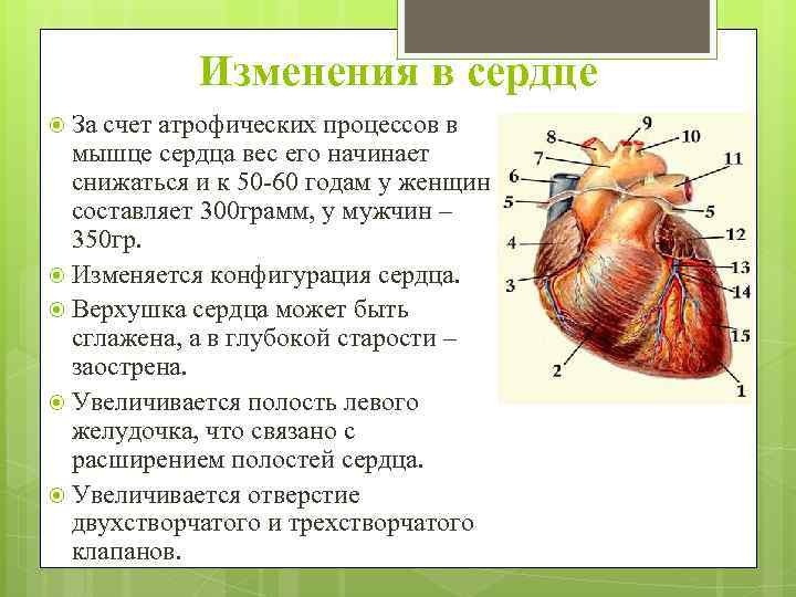 Изменения в сердце За счет атрофических процессов в мышце сердца вес его начинает снижаться