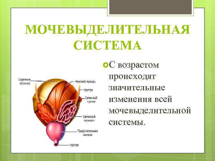 МОЧЕВЫДЕЛИТЕЛЬНАЯ СИСТЕМА С возрастом происходят значительные изменения всей мочевыделительной системы. 