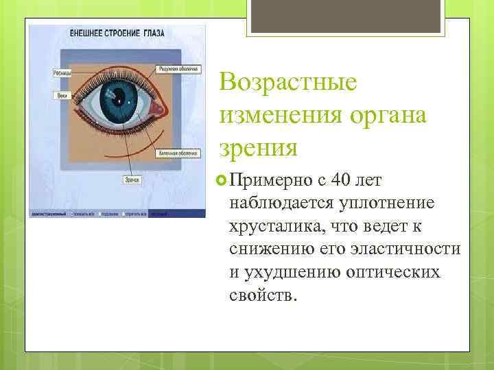 Возрастные изменения органа зрения Примерно с 40 лет наблюдается уплотнение хрусталика, что ведет к