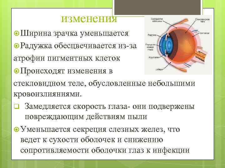 изменения Ширина зрачка уменьшается Радужка обесцвечивается из-за атрофии пигментных клеток Происходят изменения в стекловидном