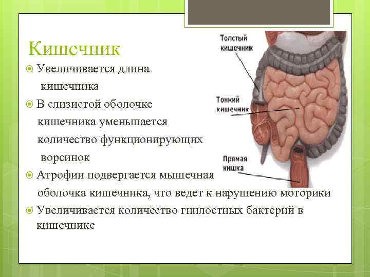 Кишечник Увеличивается длина кишечника В слизистой оболочке кишечника уменьшается количество функционирующих ворсинок Атрофии подвергается