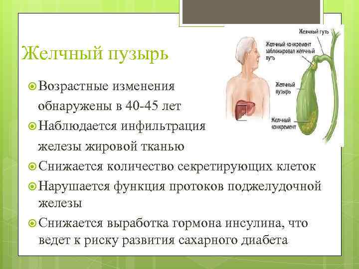 Желчный пузырь Возрастные изменения обнаружены в 40 -45 лет Наблюдается инфильтрация железы жировой тканью