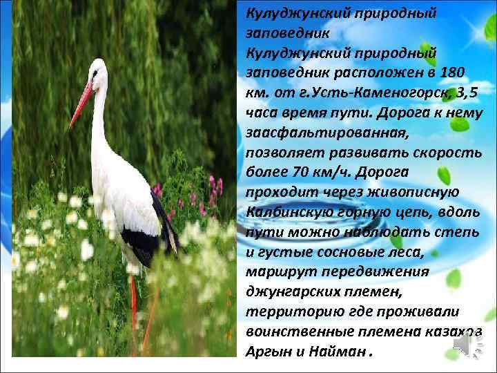 Кулуджунский природный заповедник расположен в 180 км. от г. Усть-Каменогорск, 3, 5 часа время