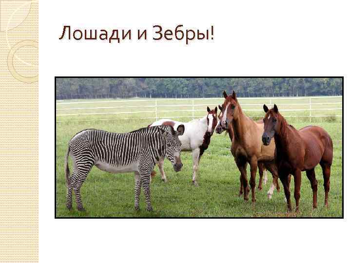 Лошади и Зебры! 