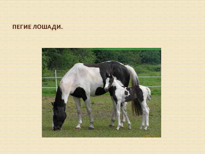 ПЕГИЕ ЛОШАДИ. 