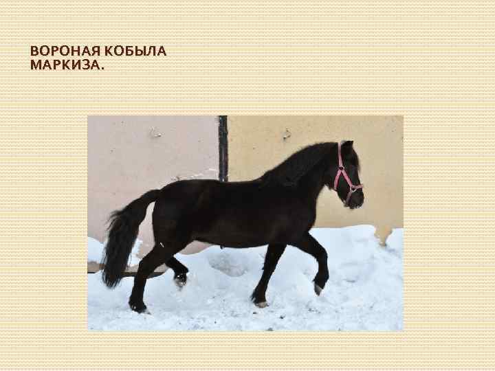 ВОРОНАЯ КОБЫЛА МАРКИЗА. 