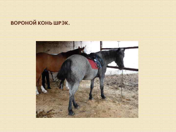 ВОРОНОЙ КОНЬ ШРЭК. 