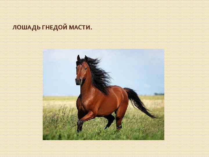 ЛОШАДЬ ГНЕДОЙ МАСТИ. 