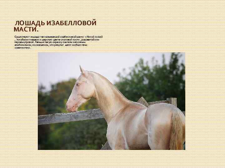 ЛОШАДЬ ИЗАБЕЛЛОВОЙ МАСТИ. Существуют лошади так называемой изабелловой масти- с белой кожей , голубыми