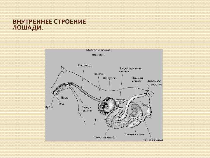 ВНУТРЕННЕЕ СТРОЕНИЕ ЛОШАДИ. 