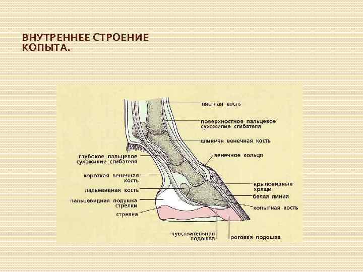 ВНУТРЕННЕЕ СТРОЕНИЕ КОПЫТА. 