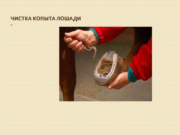 ЧИСТКА КОПЫТА ЛОШАДИ. 