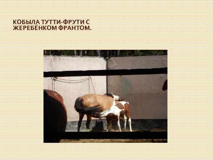 КОБЫЛА ТУТТИ-ФРУТИ С ЖЕРЕБЁНКОМ ФРАНТОМ. 