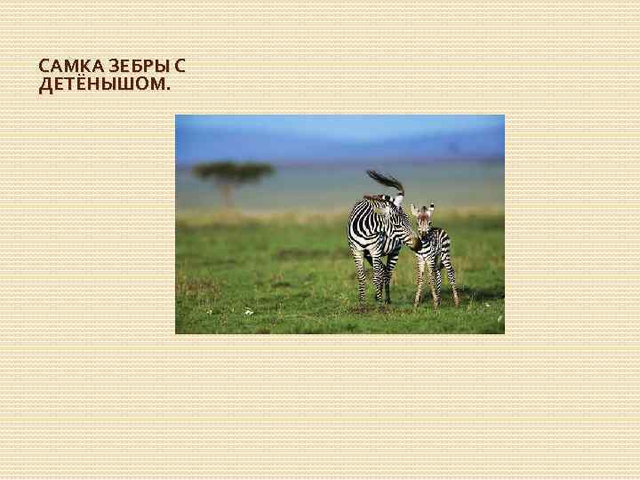 САМКА ЗЕБРЫ С ДЕТЁНЫШОМ. 