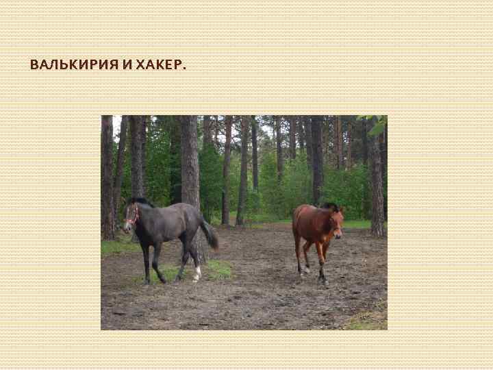 ВАЛЬКИРИЯ И ХАКЕР. 