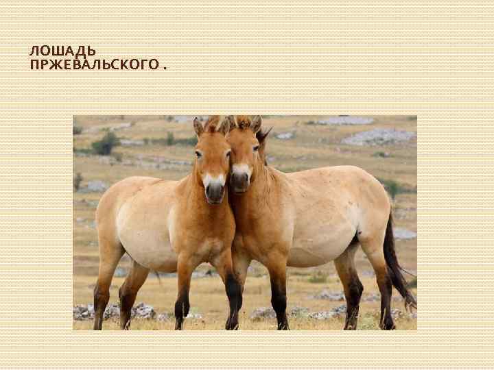 ЛОШАДЬ ПРЖЕВАЛЬСКОГО. 