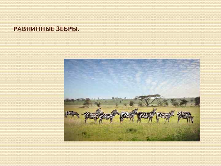 РАВНИННЫЕ ЗЕБРЫ. 