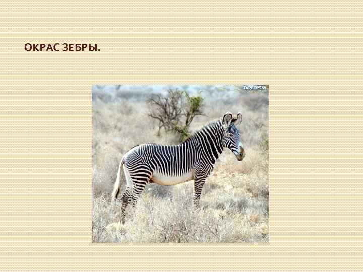 ОКРАС ЗЕБРЫ. 