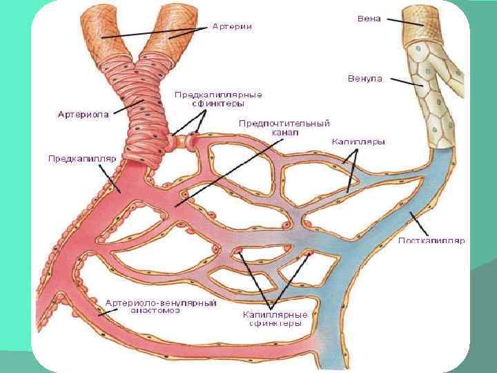 Строение артериолы. Артериолы капилляры венулы гистология. Сосуды микроциркуляторного русла гистология.