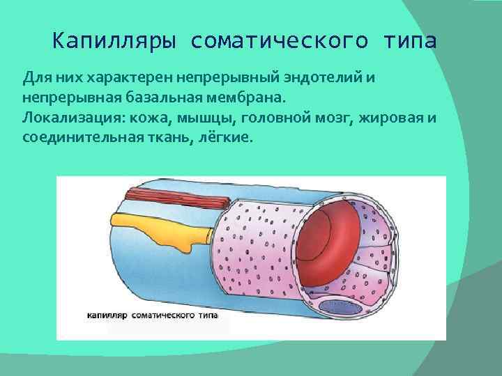 Капилляры соматического типа Для них характерен непрерывный эндотелий и непрерывная базальная мембрана. Локализация: кожа,