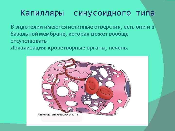 Капилляры синусоидного типа В эндотелии имеются истинные отверстия, есть они и в базальной мембране,