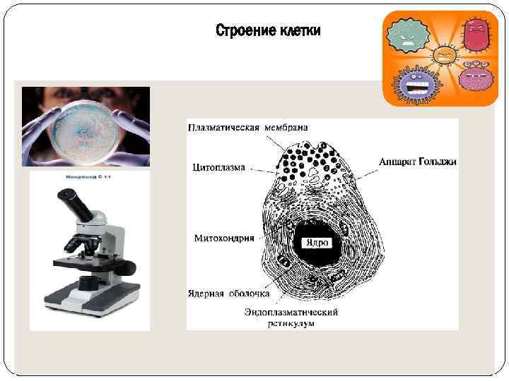 Строение клетки 