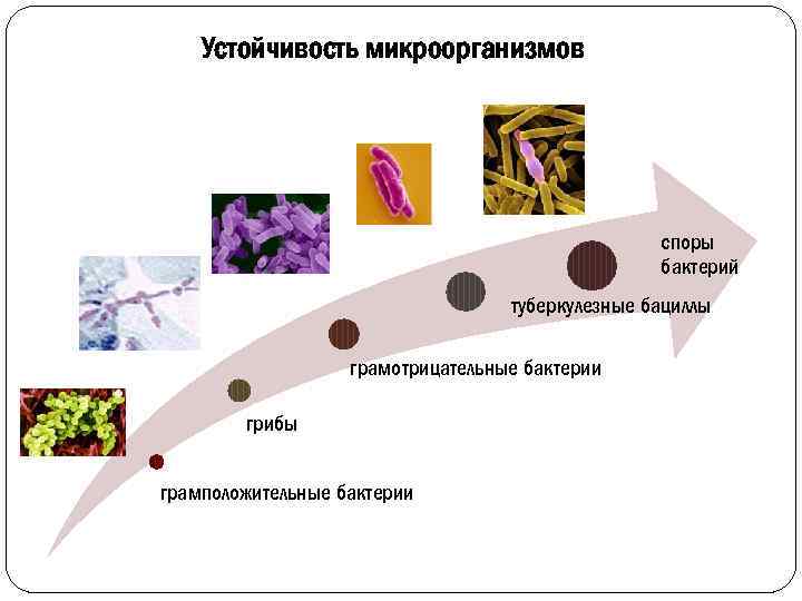 Устойчивость микроорганизмов споры бактерий туберкулезные бациллы грамотрицательные бактерии грибы грамположительные бактерии 