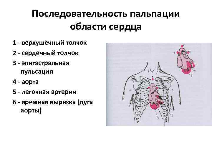 Область сердца. Пальпация области сердца пропедевтика. Пальпация сердца пропедевтика внутренних болезней. Пальпация верхушечного толчка алгоритм. Верхушечный толчок пропедевтика.