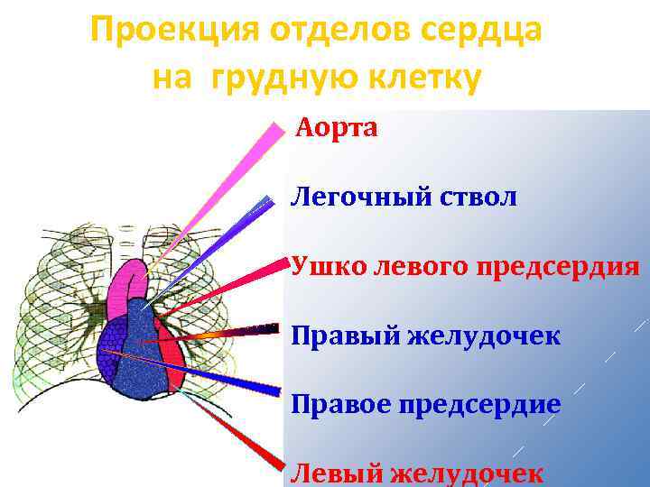 Проекция отделов сердца на грудную клетку Аорта Легочный ствол Ушко левого предсердия Правый желудочек