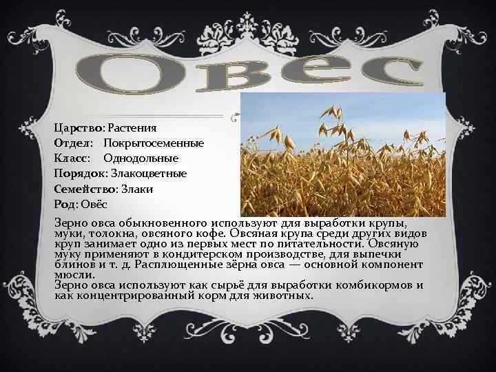 Царство: Растения Отдел: Покрытосеменные Класс: Однодольные Порядок: Злакоцветные Семейство: Злаки Род: Овёс Зерно овса