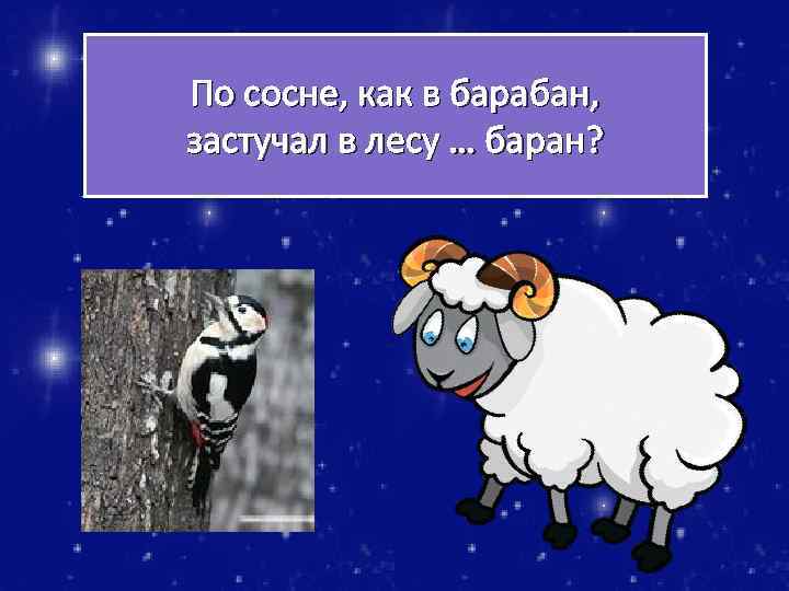 По сосне, как в барабан, застучал в лесу … баран? 