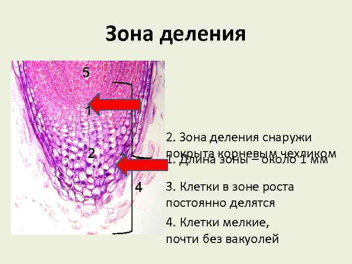 Зона деления какие клетки