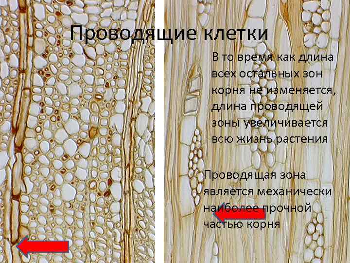 Проводящие клетки Проводящая зона В то время как длина Выше зоны всасывания всех остальных