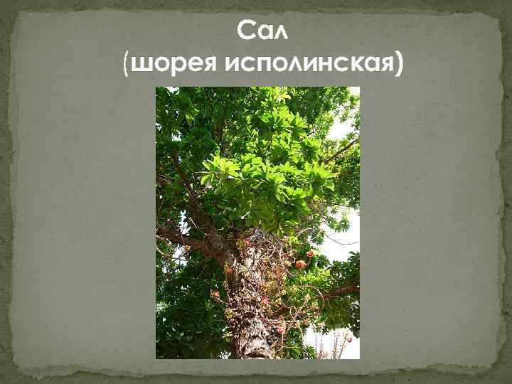 Сал (шорея исполинская) 