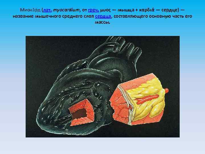 Миока рд (лат. myocardium, от греч. μυος — мышца + καρδιά — сердце) —