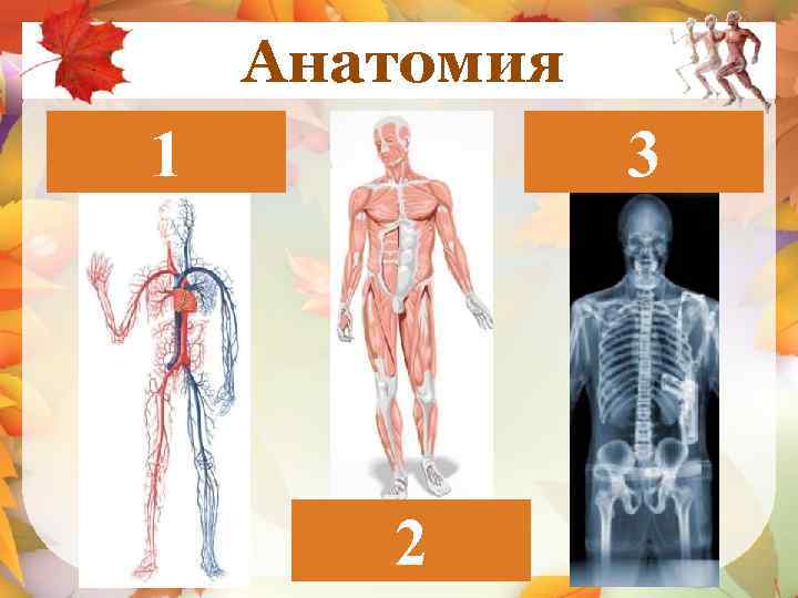  Анатомия 1 3 Кровеносная система Рентгеновский снимок 2 Мышечная система 