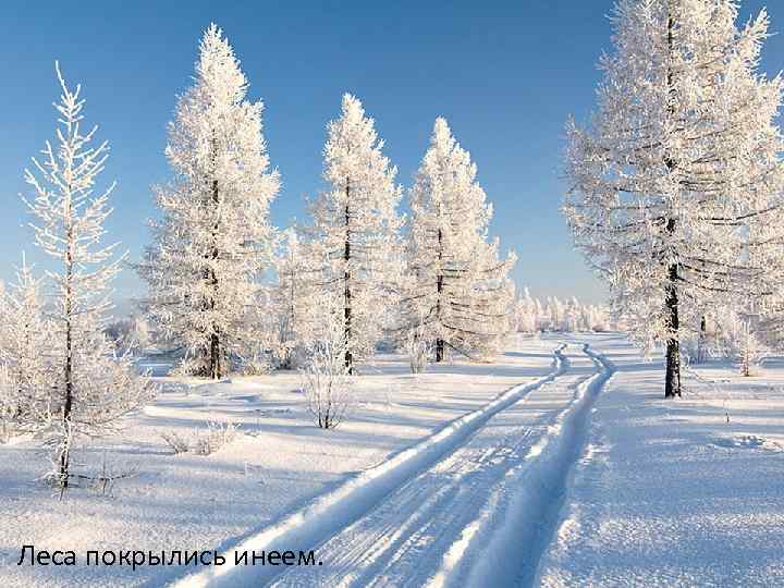 Леса покрылись инеем. 