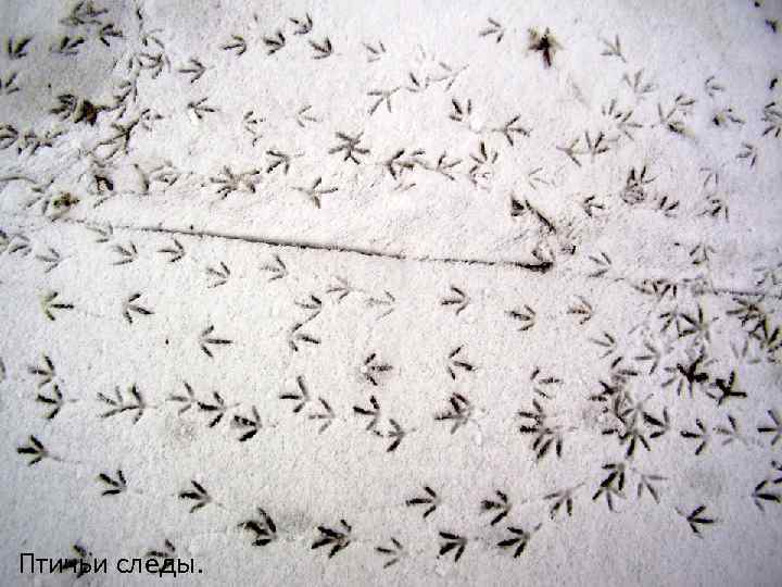Птичьи следы. 