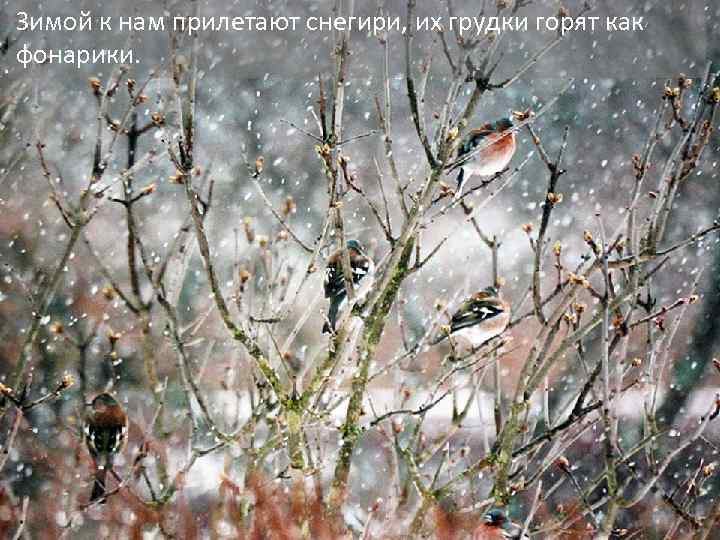 Зимой к нам прилетают снегири, их грудки горят как фонарики. 