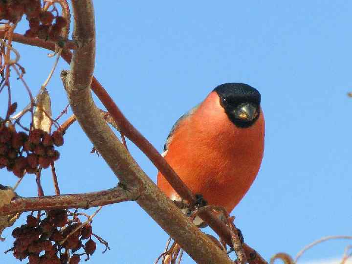 Зимой к нам прилетают снегири, их грудки горят как фонарики. 