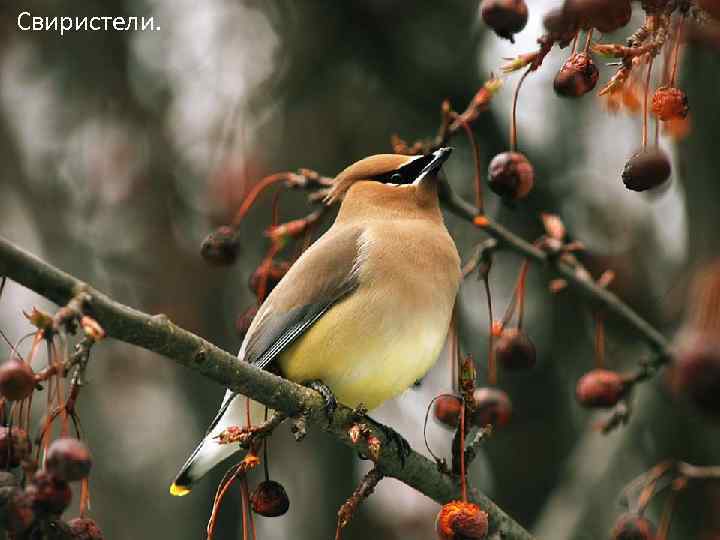 Свиристели. 