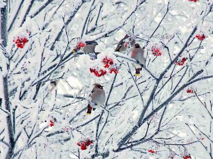 Свиристели. 