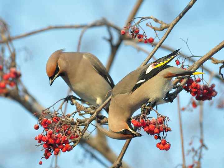 Свиристели. 