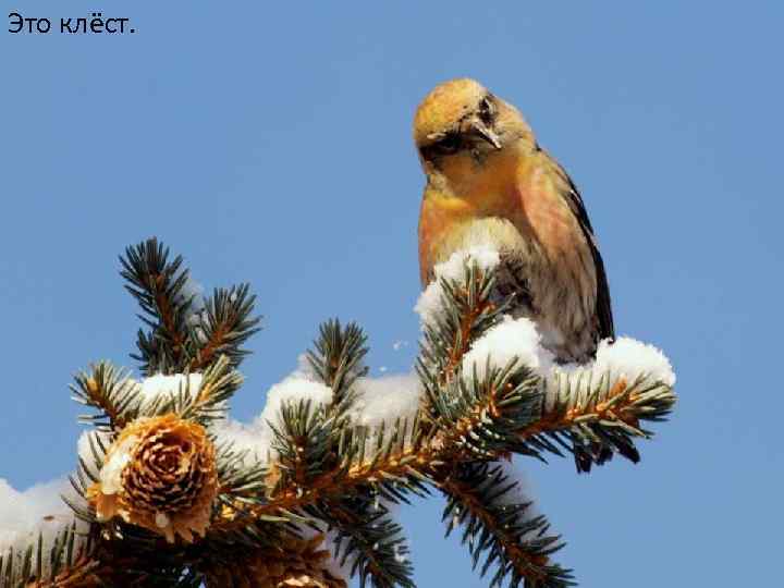 Это клёст. 