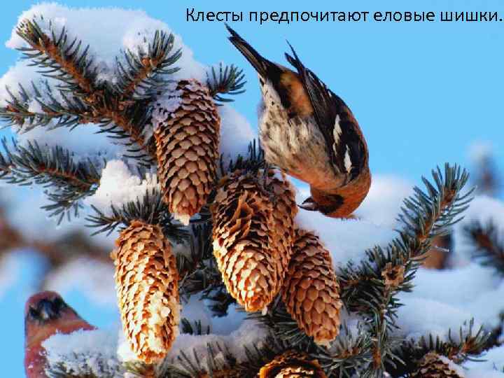 Клесты предпочитают еловые шишки. 