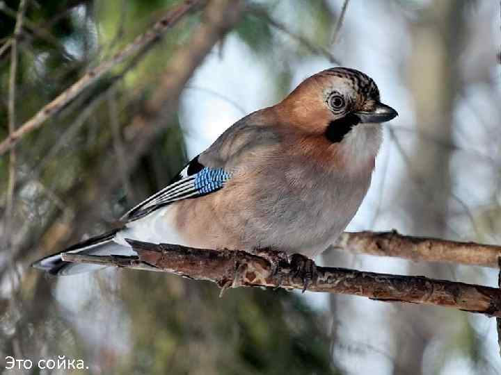 Это сойка. 
