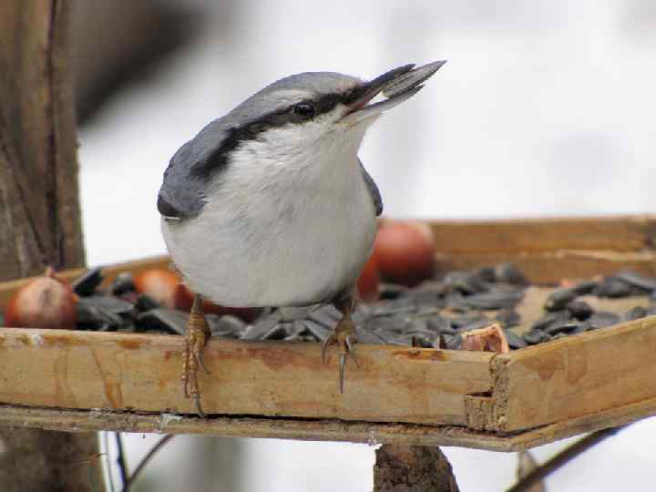 Или клюют зерна в кормушках, которые для них делают люди. 