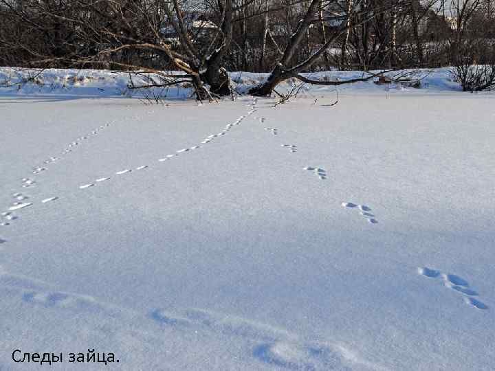 Следы зайца. 