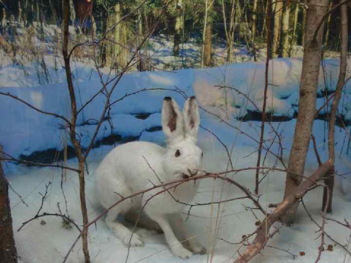 А зимой стал белый. 